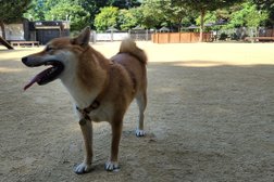 월드컵공원 강아지 놀이터